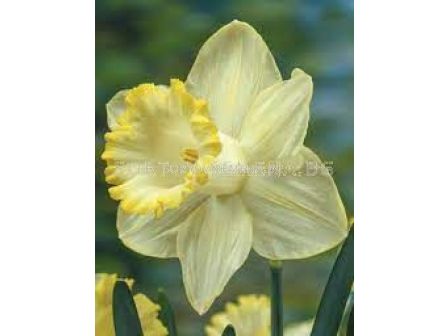 Нарцис 'Lemon shake