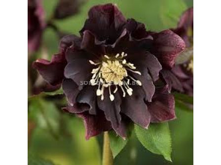 Кукуряк / Helleborus Double Ellen Purple /  1 бр 