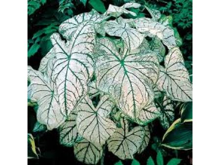 Каладиум Бяла Коледа /Caladium 'White Christmas' /- 1 бр