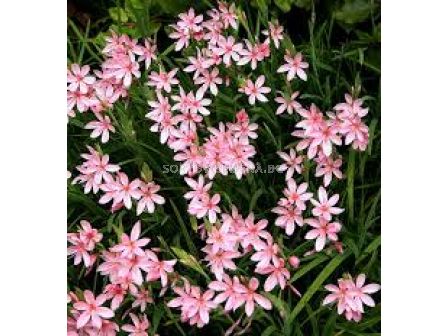 Шизостилис / Schizostylis coccinea 'Rosea' / 1 бр