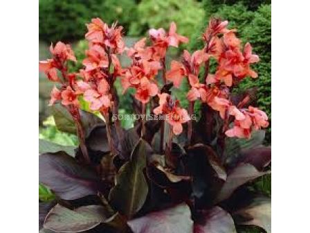 Канна Анджели Canna 'Angelique' -1 бр