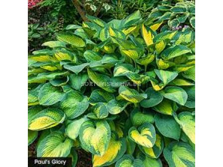 Хоста /HOSTA PAUL'S GLORIE/ 1 бр