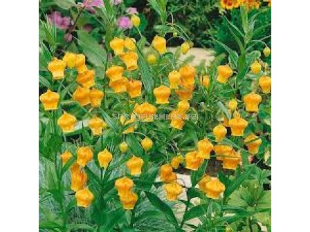 Златна момина сълза / Sandersonia aurantiaca/ 1 бр