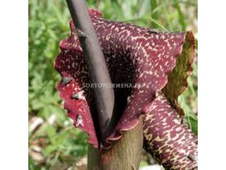 Сауроматум  / Sauromatum venosum / 1 бр - sortovisemena.bg Сауроматум  / Sauromatum venosum / 1 бр