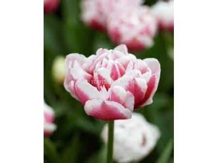 Лале /Tulip Gerbrand Kieft/ 1 бр - sortovisemena.bg Лале /Tulip Gerbrand Kieft/ 1 бр