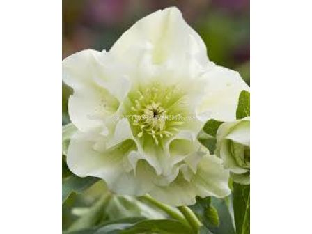 Кукуряк /  Helleborus Double Ellen White / 1 бр				 - sortovisemena.bg Кукуряк /  Helleborus Double Ellen White / 1 бр