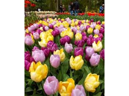 Лале /Single early Prince mixed/ 1 оп (10 бр )  - 1