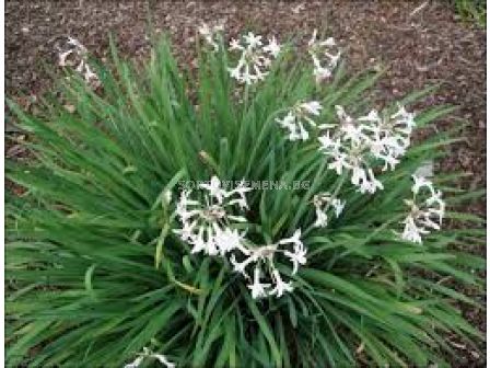 Тулбагрия бяла / Tulbaghia violacea 'Alba' / 1 бр