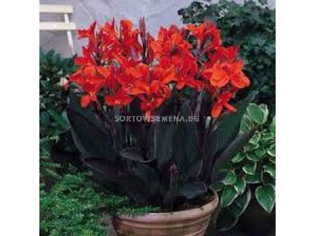 Канна  Делибаб /Canna 'Delibab'/- 1 бр