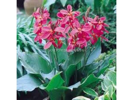 Канна Прекрео /Canna  'Perkeo'- 1 бр
