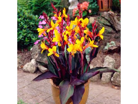 Канна Семафор /Canna 'Semaphore'/- 1бр