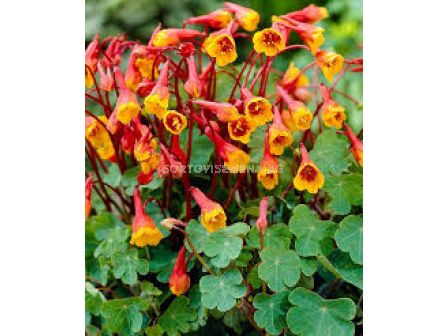 Тропеолум / Tropeaolum tuberosum / 1 бр - sortovisemena.bg Тропеолум / Tropeaolum tuberosum / 1 бр