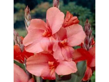 Канна 'Tirol'/- 1 бр