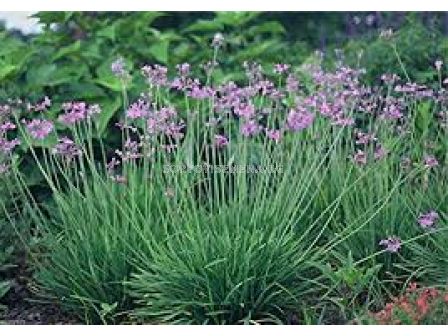 Тулбагрия /Tulbaghia violacea / 1 бр