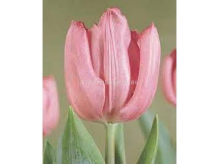 Лале /Tulip Lydia/ 11/12