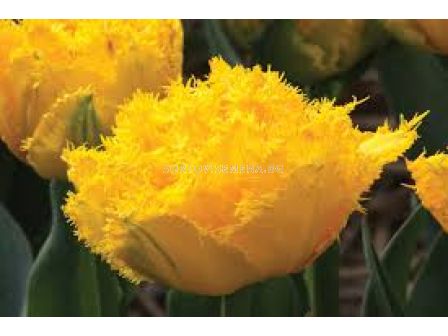 Лале Exotic Sun 1 бр