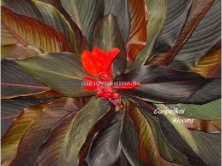 Канна с кафяви листа- червена /Canna brownleaved red/- 1 бр