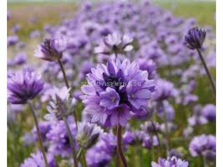 Дихелостема-/Dichelostemma congestum/- 1бр