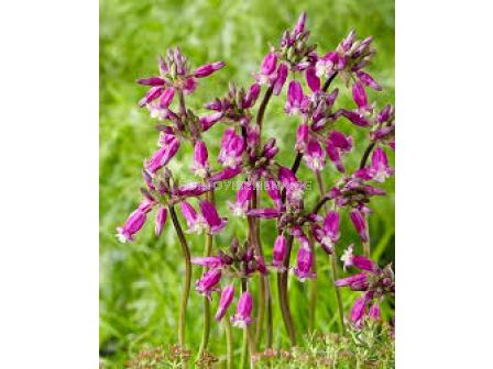 Дихелостема Пинк Даймънд /Dichelostemma 'Pink Diamond'/-1 бр