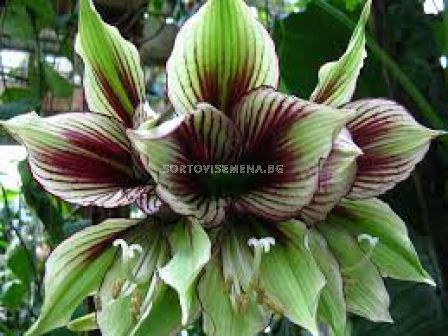 Hippeastrum 'Papilio' - 2