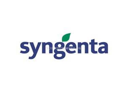 Пелети салата батавия Виньоле (Vignole F1) Syngenta 1 оп-5 000 сем
