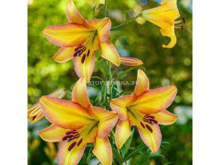 Лилиум - Lilium ot-hybrids 'Rising Moon' - 1 бр