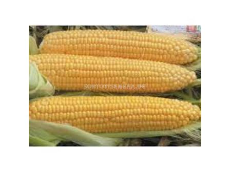 Семена Сладка царевица DRIVER F1- Agris - 5000 сем