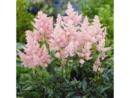 Астилбе - Astilbe Erika - 1 бр		 - sortovisemena.bg Астилбе - Astilbe Erika - 1 бр