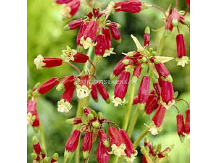 Дихелостема ida-maia/-1 бр