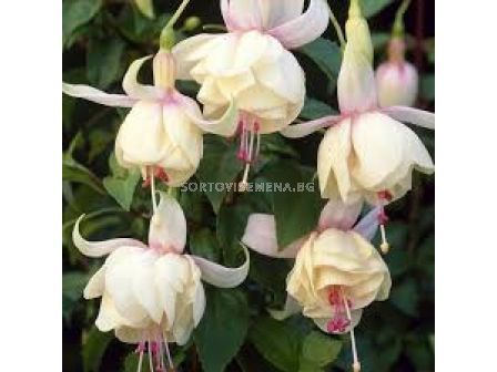 Фуксия - Fuchsia Annabel -1 бр 			 - 2 - sortovisemena.bg Фуксия - Fuchsia Annabel -1 бр 			 - 2