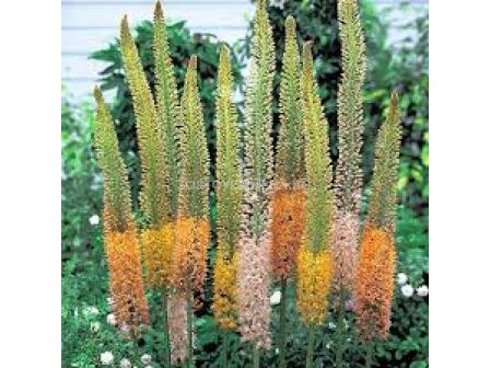 Еремурус Стенофилус /Eremurus stenophyllus/ - 1 брой
