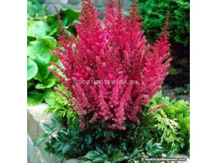 Астилбе - Astilbe Maggie Daley - 1 бр