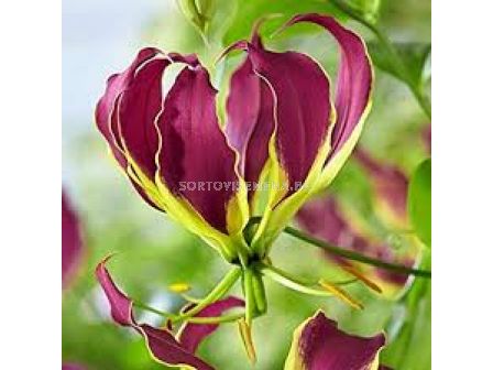 Глориоза 'Carsonii'/ 1 бр