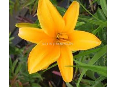 Хемерокалис 'Aten' 1 бр