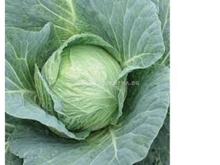 Семена Зеле Грийн Флаш F1 -2500 сем