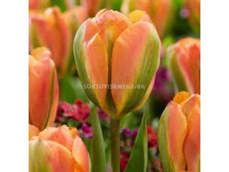 Лале /Tulip Orange Marmelade/ 11/12