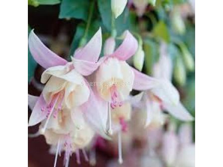 Фуксия - Fuchsia Annabel -1 бр 			 - 1 - sortovisemena.bg Фуксия - Fuchsia Annabel -1 бр 			 - 1