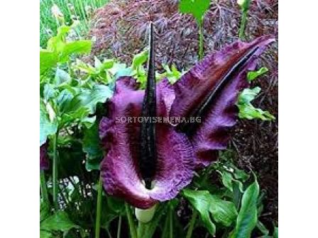 Драконовски арум /Dracunculus vulgaris/ 1 бр