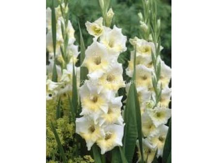  Гладиол Спийд дейт /Gladiolus 'Speed Date'/