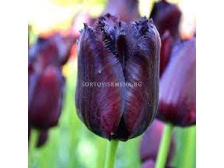 Лале /Tulip Continental/ 11/12