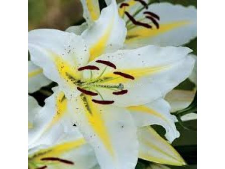Лилиум - Lilium oriental 'Baferrari' - 1 бр