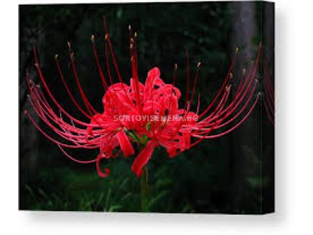 Червена паякова лилия/ Lycoris radiata /- 1 бр