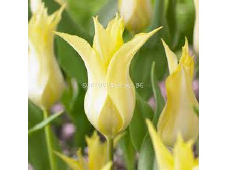 Лале /Tulip Florijn Chic/ Lily-Flowered  11/12