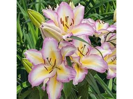 Лилиум - Lilium oriental 'Captain Tricolore' - 1 бр