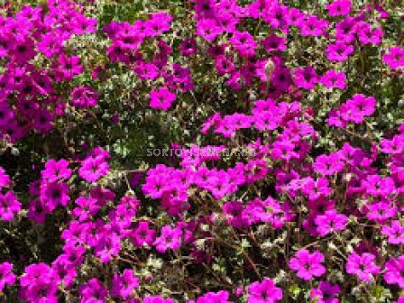 Здравец - Geranium cinereum Subcaulescens - 1 бр