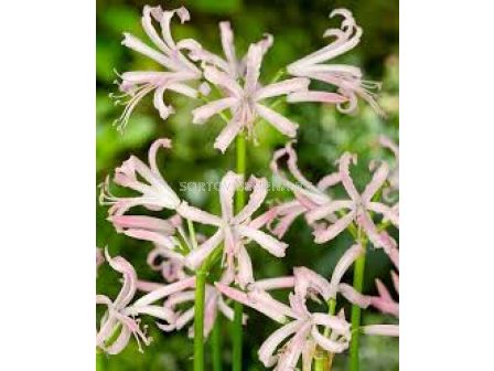 Нерине бледо розово /Nerine 'Albivetta'/- 1бр 