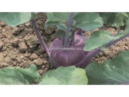 Семена алабаш Konstance F1 (червен)