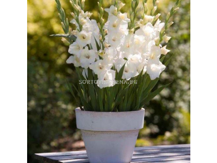 Гладиол Blondie/ Gladiolus small-flowered glamini - 1 брой