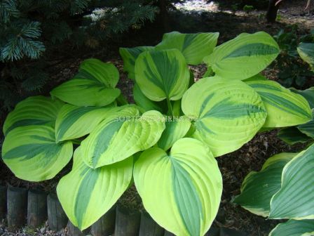 Хоста -  Hosta Moonsplit - 1 бр			