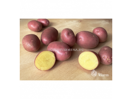 СЕМЕ КАРТОФИ ALOUETTE/ SEED POTATOES ALOUETTE - КАТЕГОРИЯ A - 1